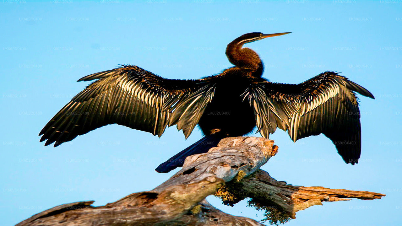 Safari por el Parque Nacional Bundala desde Weligama