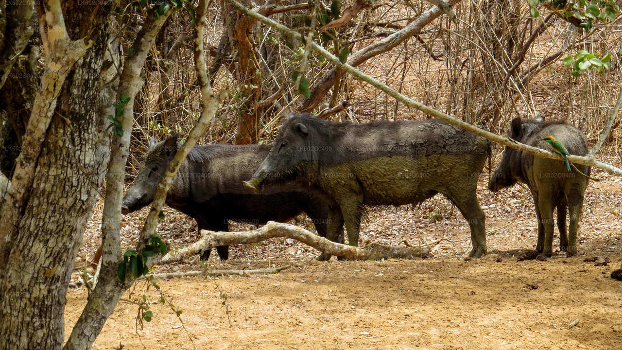 Safari en el Parque Nacional Yala desde Mirissa