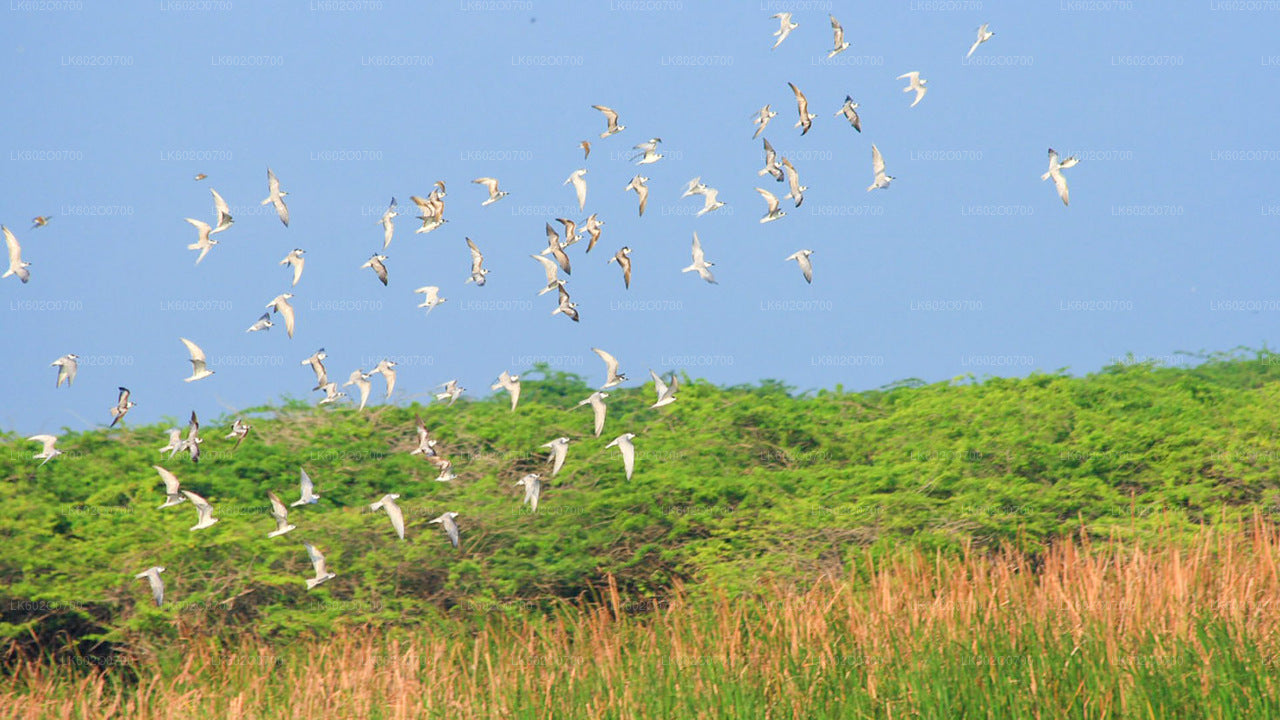 Safari por el Parque Nacional Bundala desde Mirissa