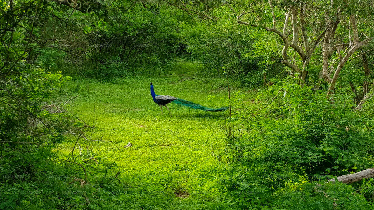 Safari por el Parque Nacional Bundala desde Mirissa