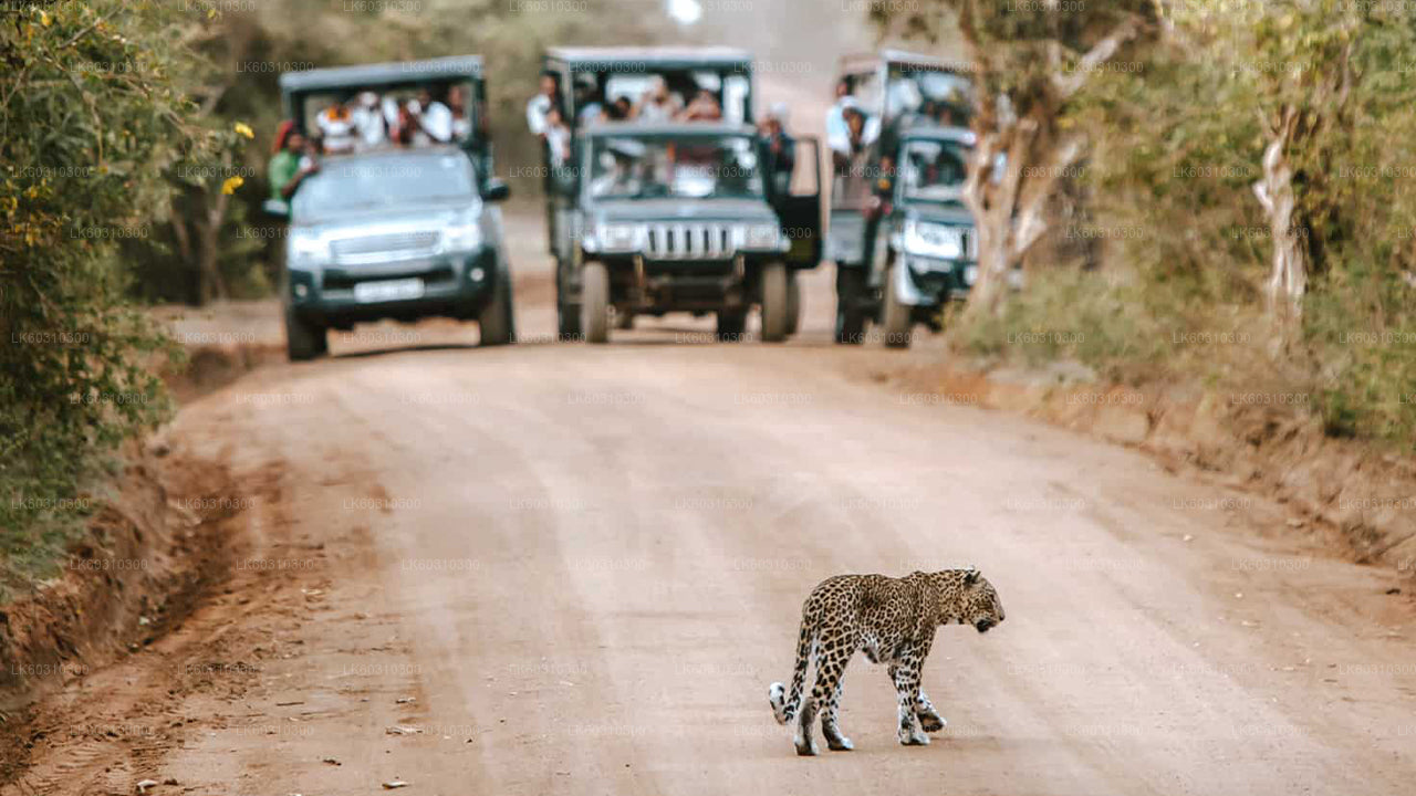 Safari por el Parque Nacional Yala desde Ahangama