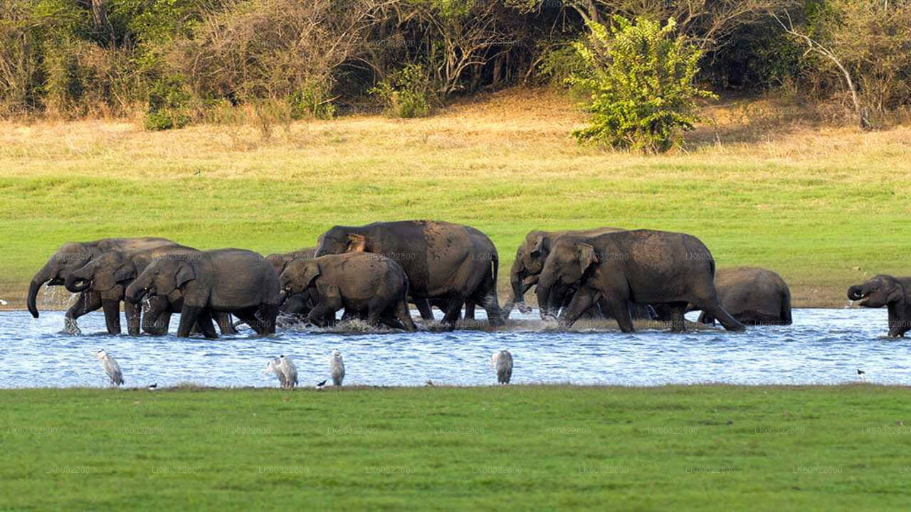 Safari en el Parque Nacional de Kaudulla desde Habarana