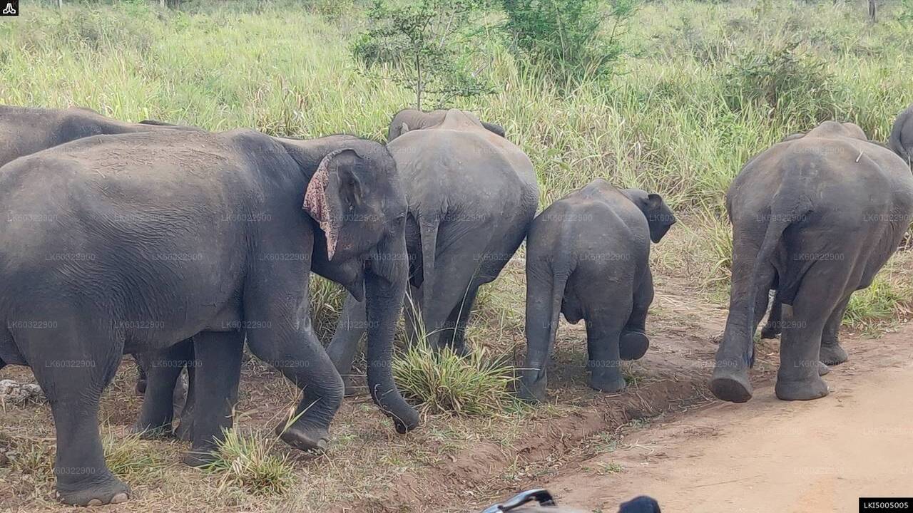 Safari privado al parque ecológico Hurulu desde Habarana