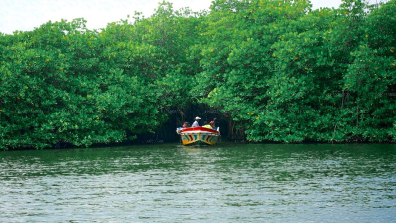 Lo más destacado de la costa sur y safari fluvial desde Balapitiya
