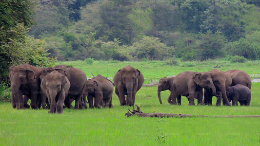 Safari en el Parque Nacional Udawalawe desde Ahungalla