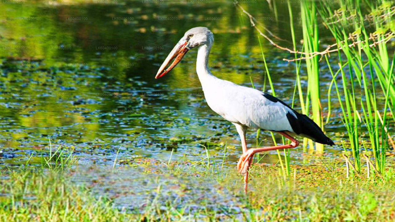 Safari en el Parque Nacional Udawalawe desde Ahungalla