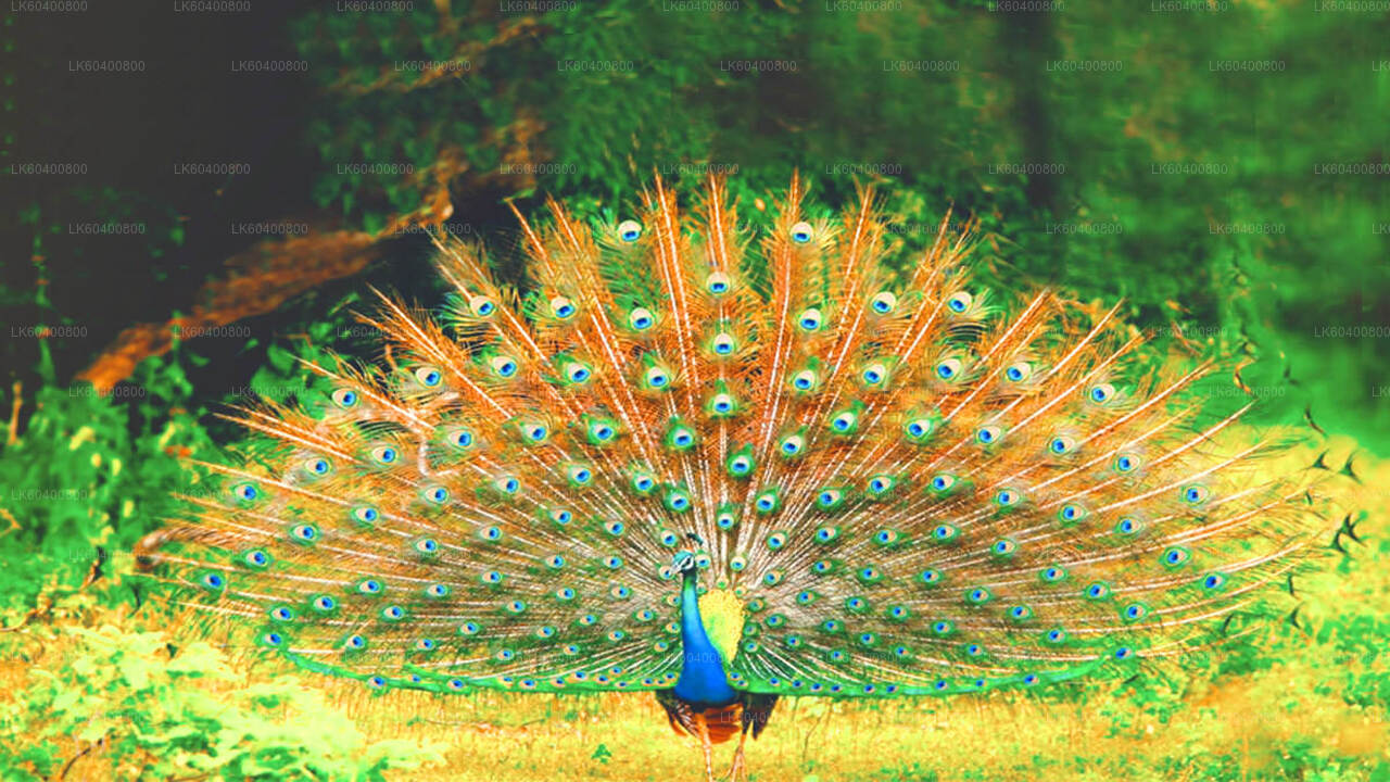 Safari en el Parque Nacional Yala desde Ahungalla