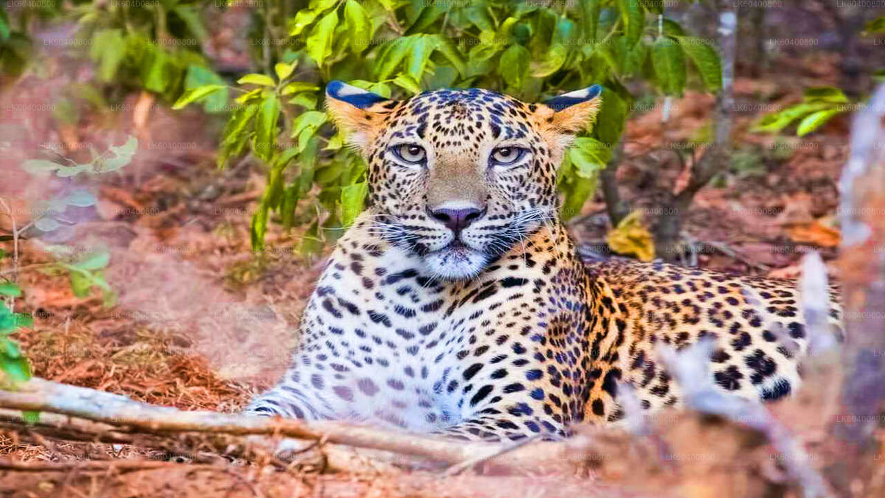 Safari en el Parque Nacional Yala desde Ahungalla