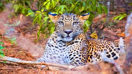 Safari en el Parque Nacional Yala desde Ahungalla