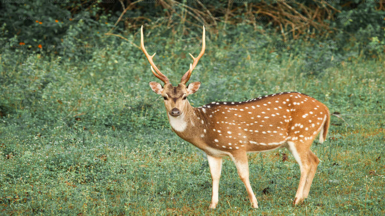 Safari en el Parque Nacional Yala desde Ahungalla