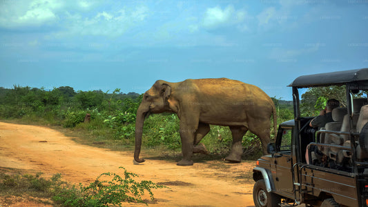 Safari por el Parque Nacional Udawalawe desde Unawatuna