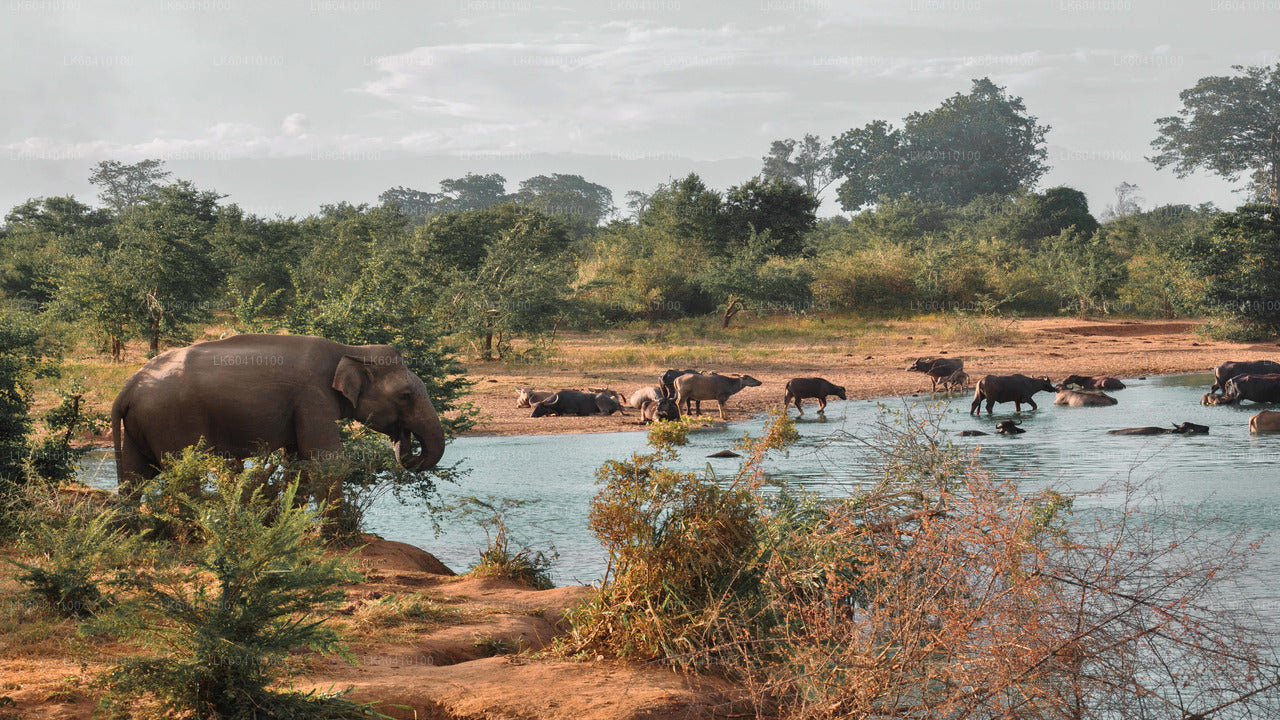 Safari por el Parque Nacional Udawalawe desde Unawatuna