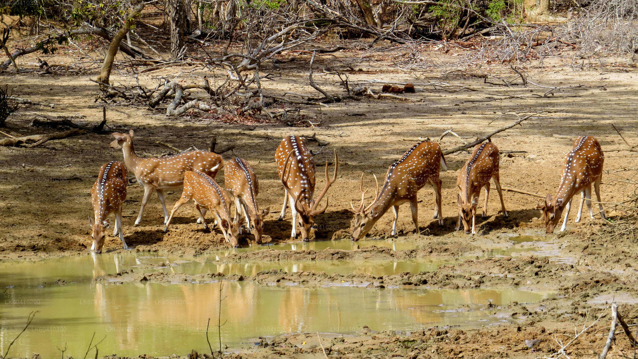 Safari por el Parque Nacional Yala desde Unawatuna