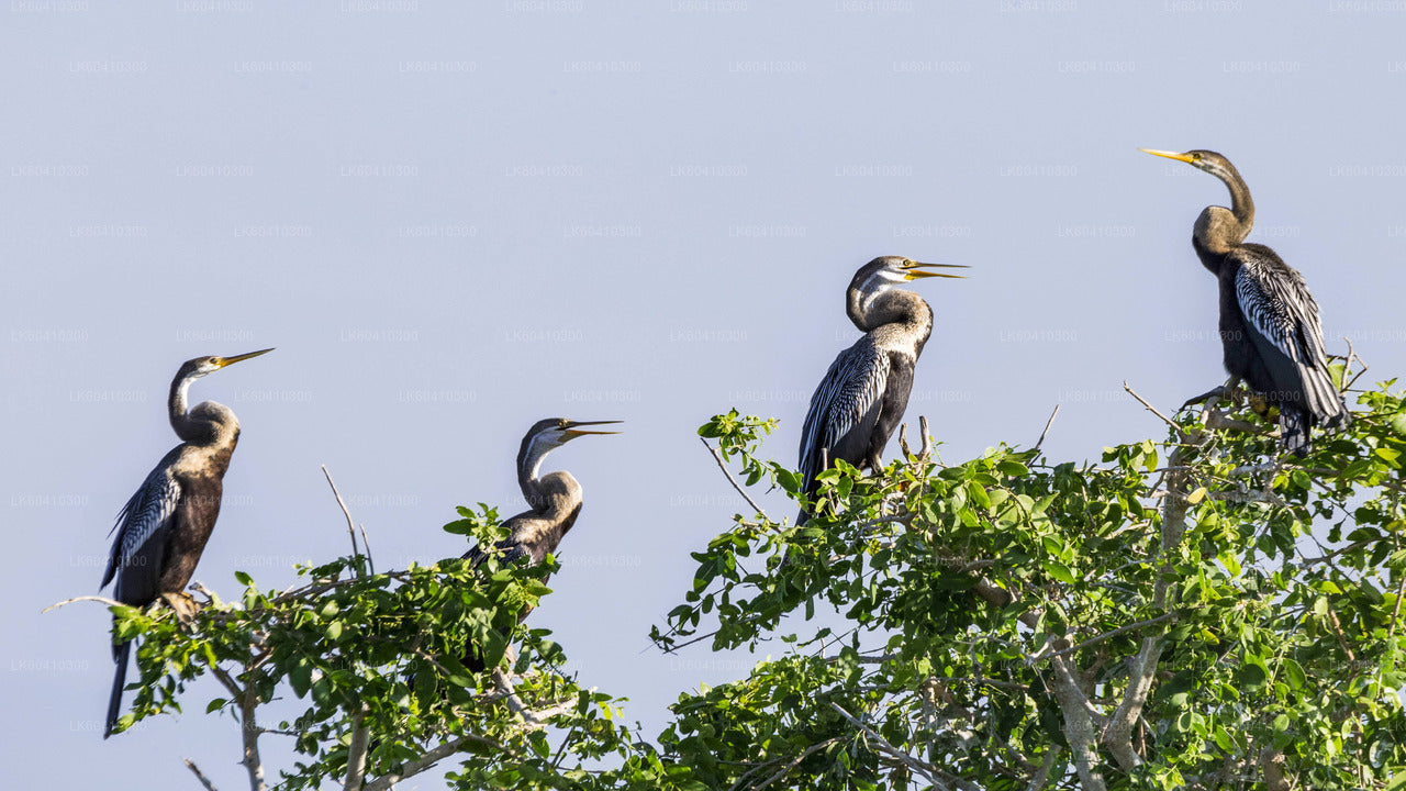 Safari por el Parque Nacional Bundala desde Unawatuna