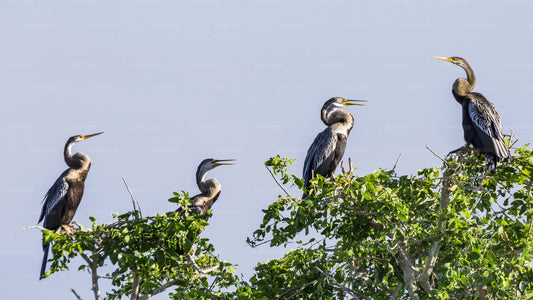 Safari por el Parque Nacional Bundala desde Unawatuna