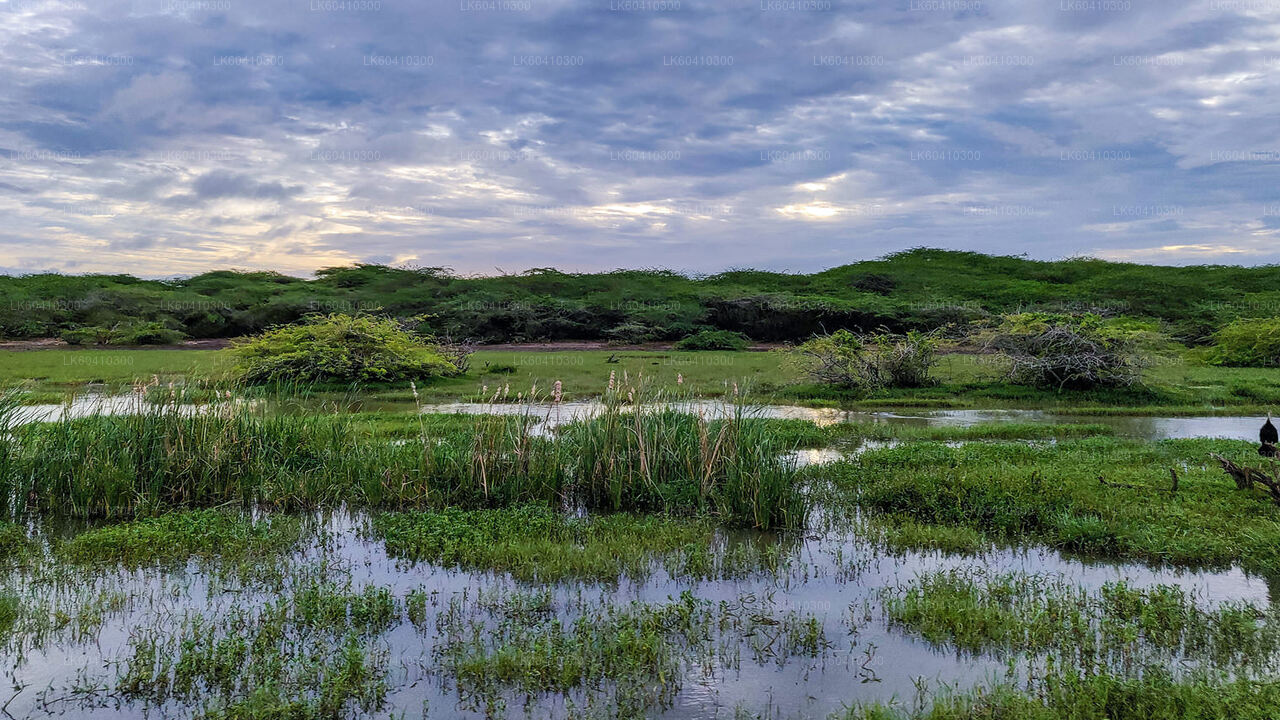 Safari por el Parque Nacional Bundala desde Unawatuna