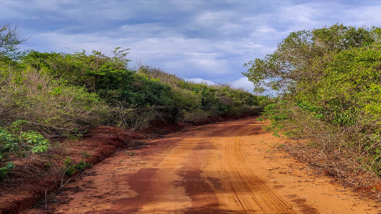 Safari por el Parque Nacional Bundala desde Unawatuna