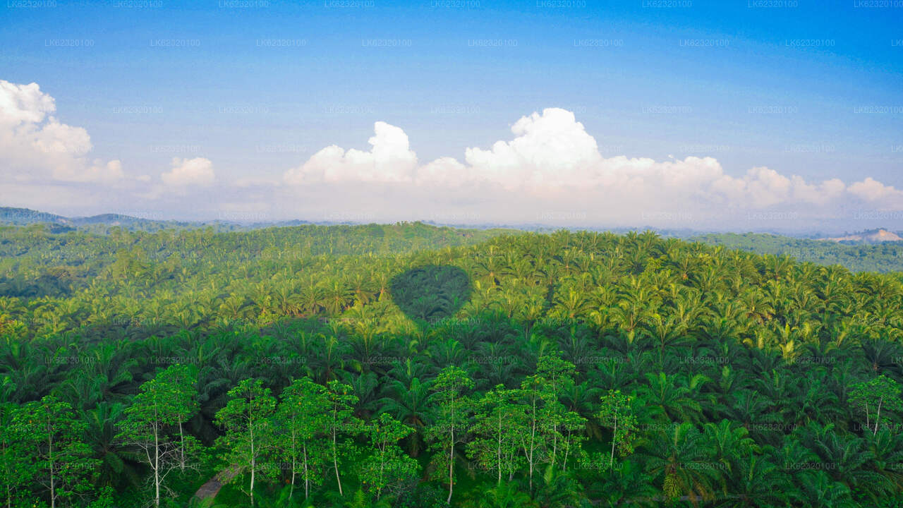 Excursión en globo aerostático desde Habarana