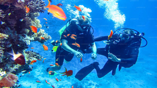 Buceo en Mount Lavinia