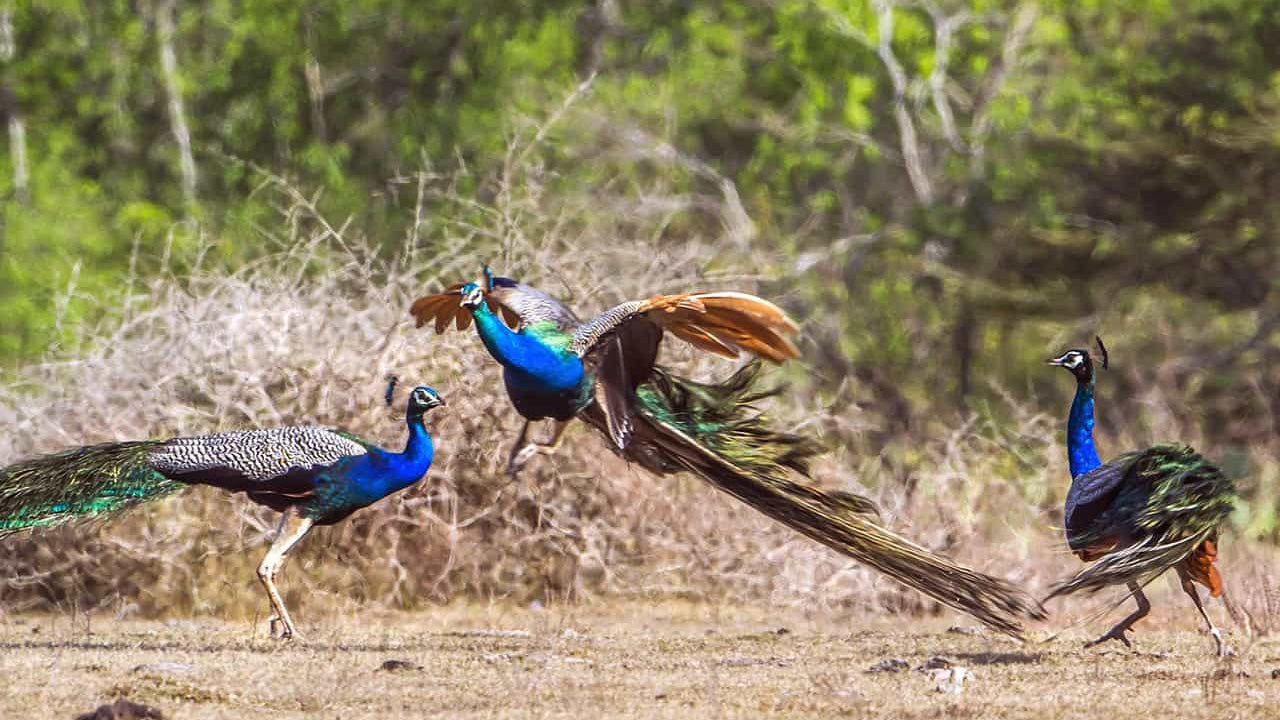 Entradas al Parque Nacional Lunugamvehera