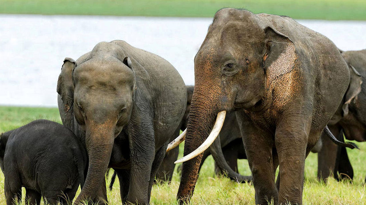 Entradas al Parque Nacional Kala Wawe