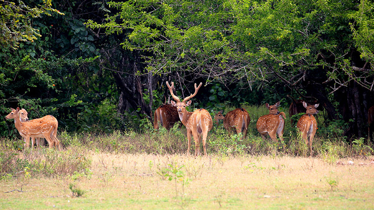 Entradas al Parque Nacional de Kumana