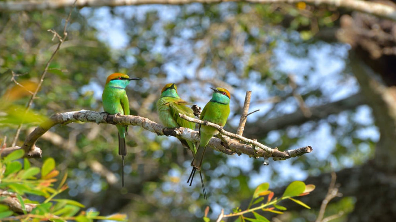 Entradas al Parque Nacional de Bundala