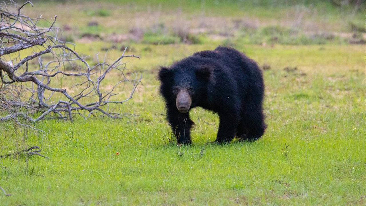 Entradas al Parque Nacional Wilpattu