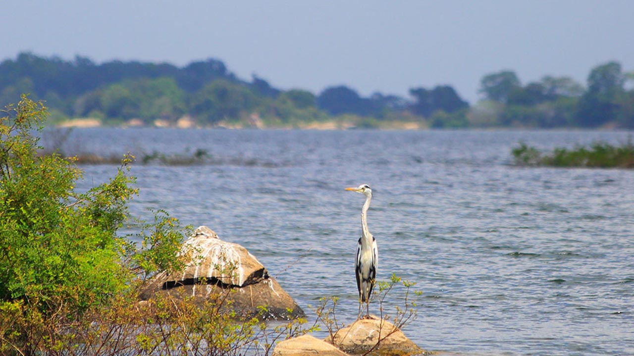 Safari en barco por el Parque Nacional Gal Oya