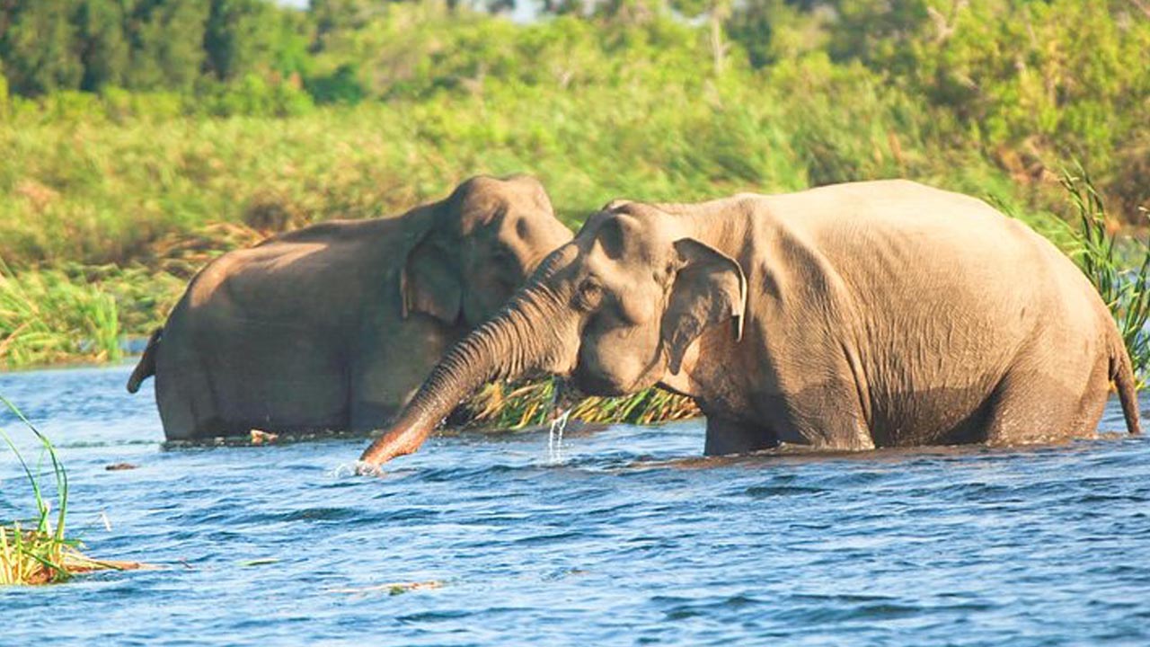 Safari en barco por el Parque Nacional Gal Oya