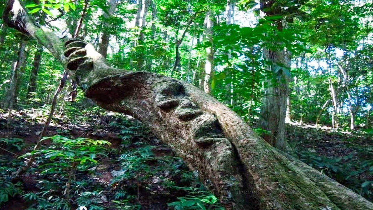 Excursión a la Reserva Forestal de Udawattakele desde Kandy