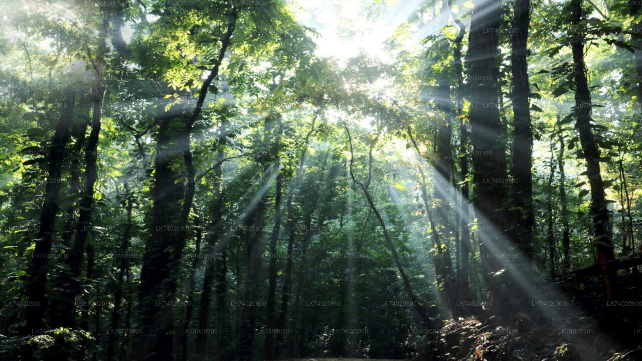 Excursión a la Reserva Forestal de Udawattakele desde Kandy