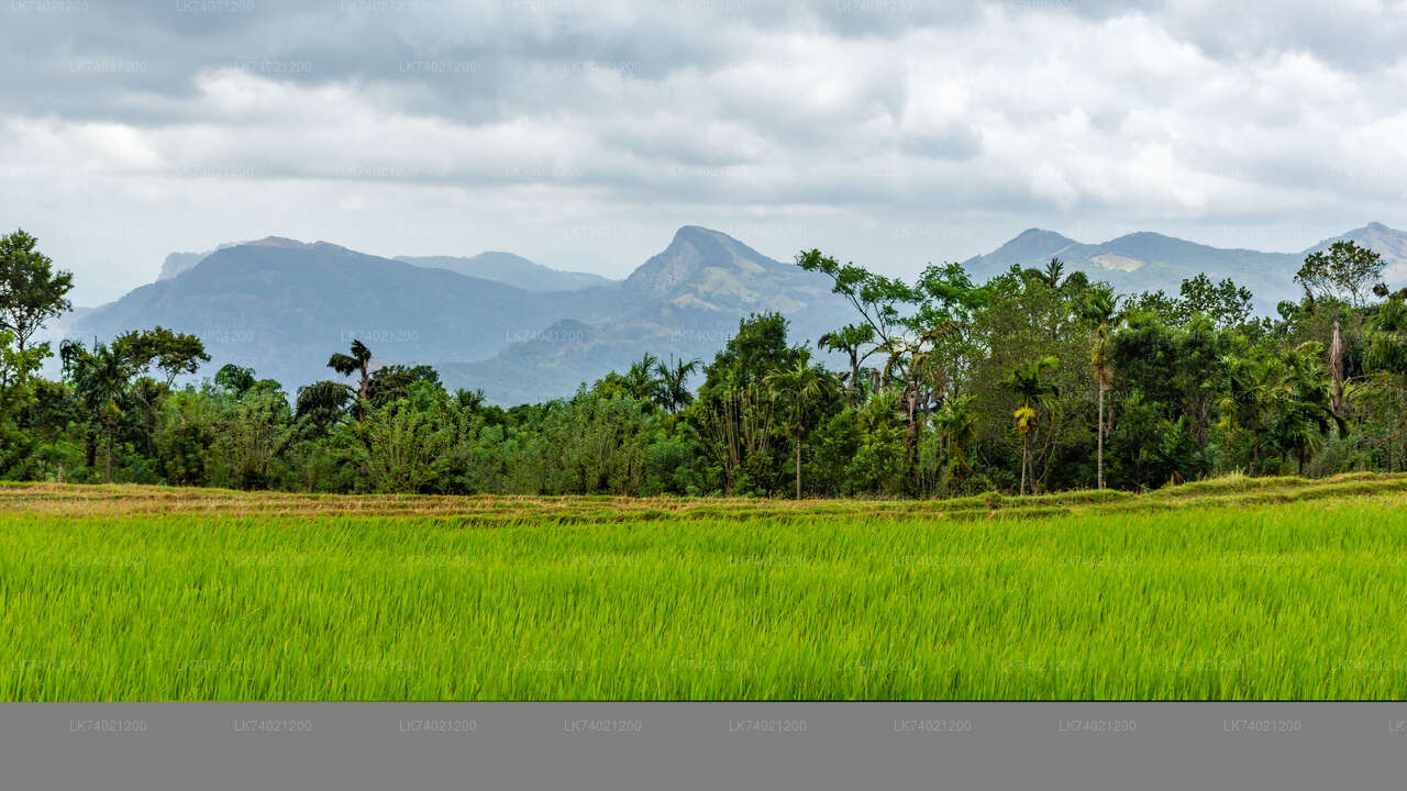 Caminata a Kehelpothdoruwegala desde Kandy