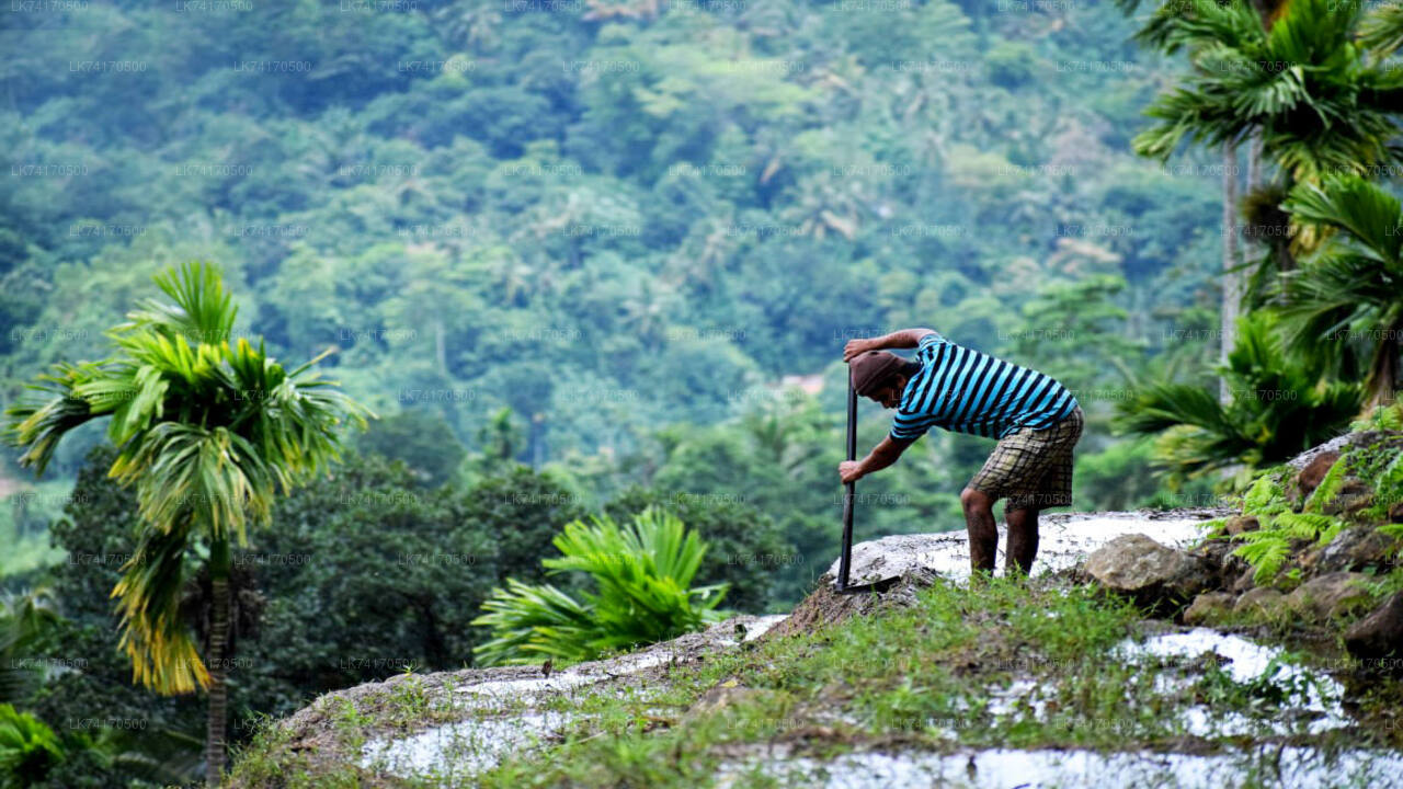 Excursión a la aldea de Heeloya desde Kandy