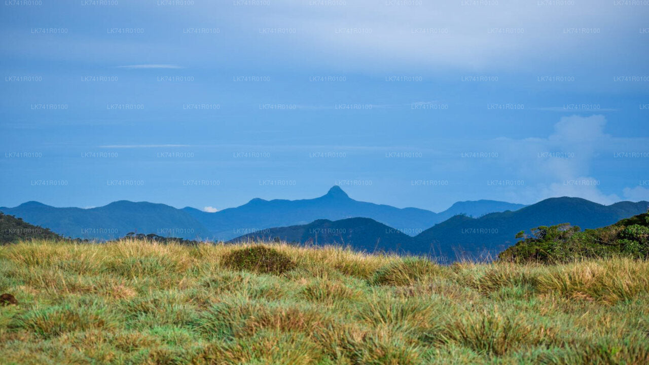 Caminata por el Parque Nacional Horton Plains desde Nuwara Eliya
