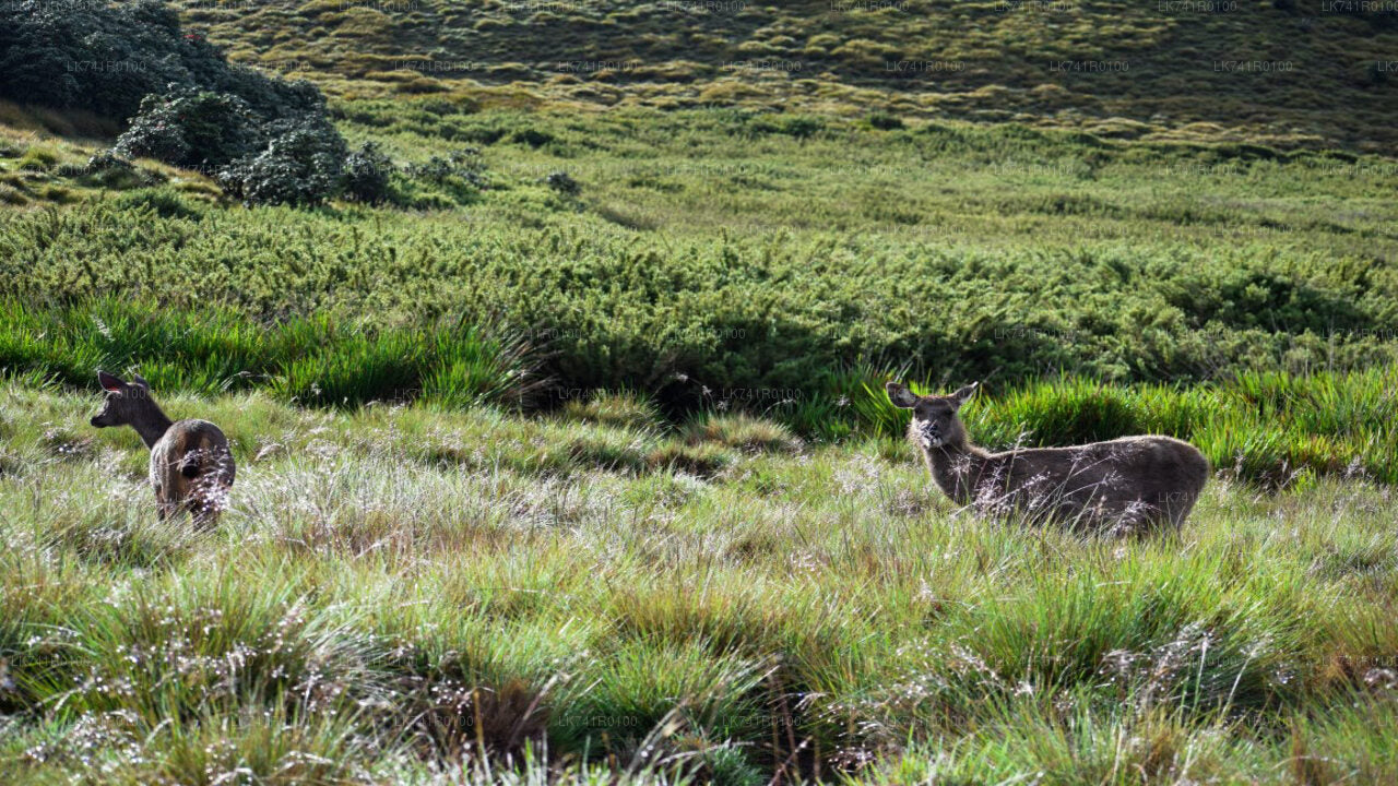 Caminata por el Parque Nacional Horton Plains desde Nuwara Eliya