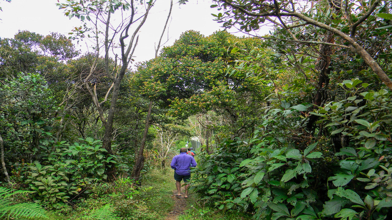 Single Tree Hill Hike from Nuwara Eliya