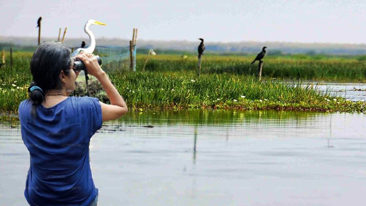 Observación de aves en barco en el Santuario de Kalametiya desde Tangalle
