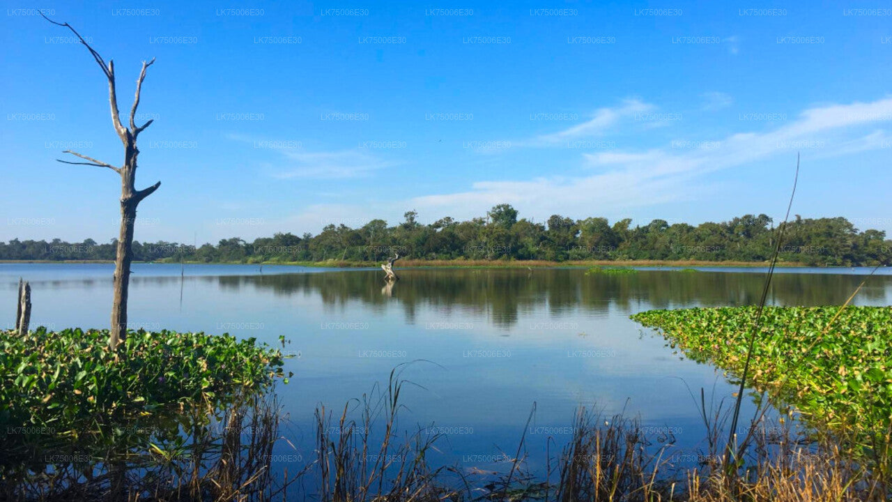 Observación de aves en barco en el Santuario de Kalametiya desde Tangalle

