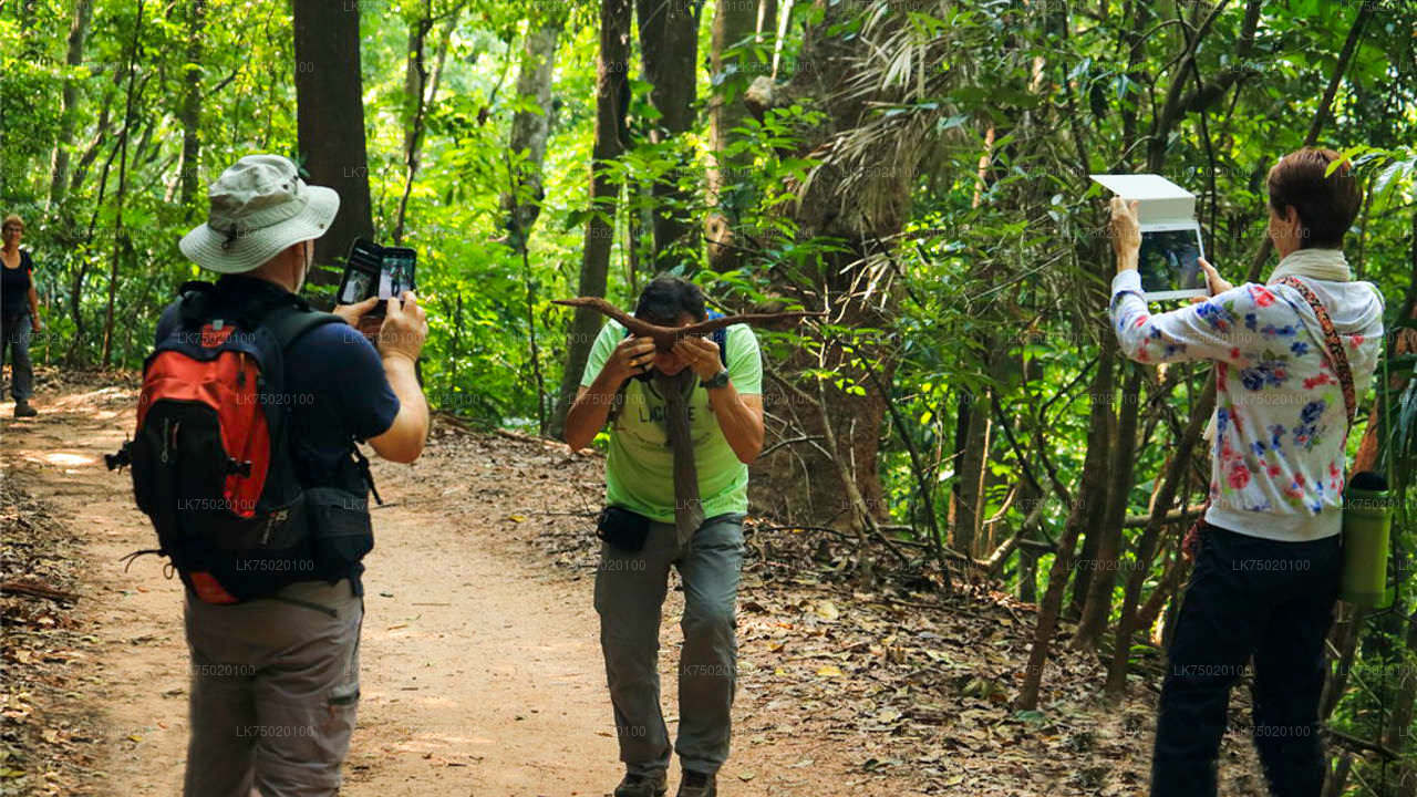 Observación de aves desde la Reserva Forestal Udawatta Kele