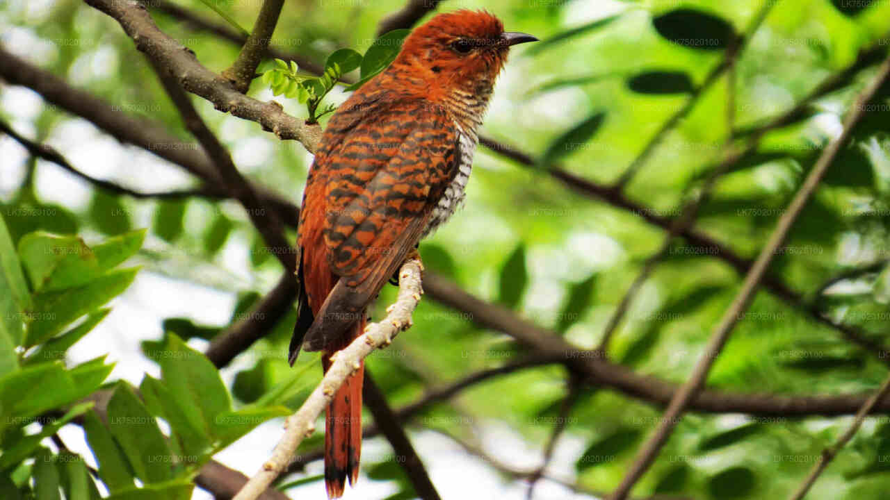 Observación de aves desde la Reserva Forestal Udawatta Kele