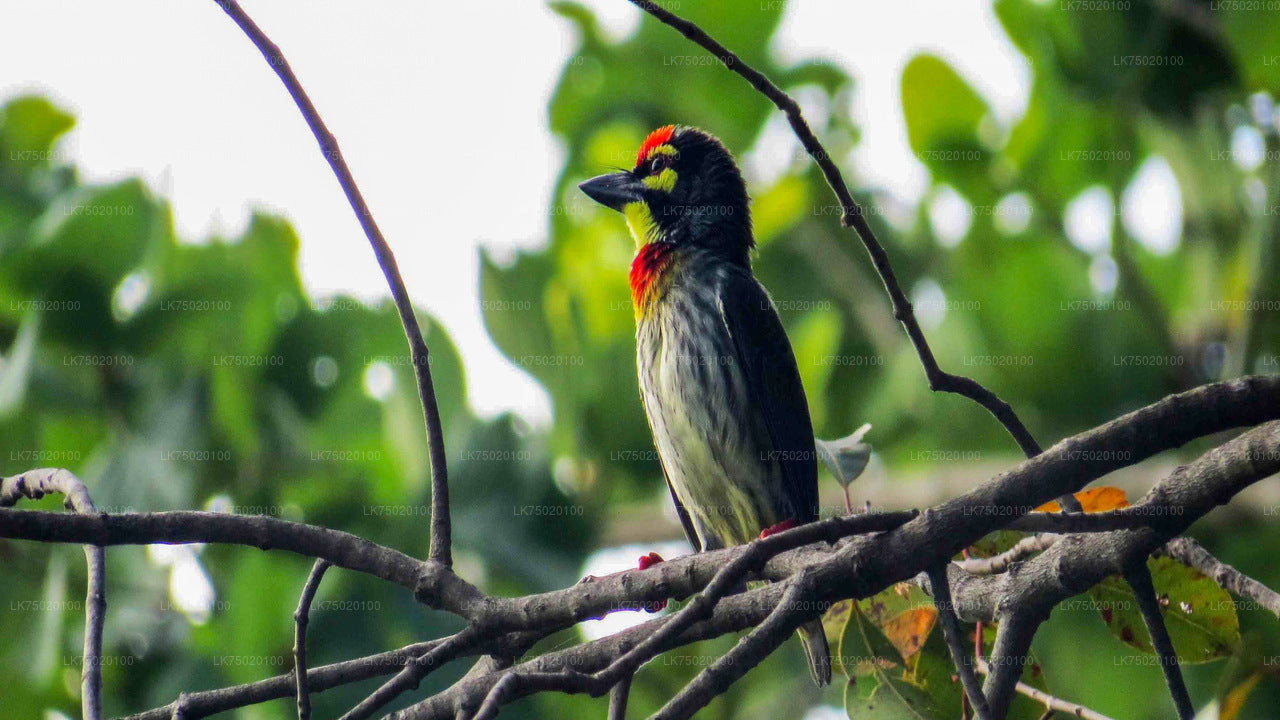 Observación de aves desde la Reserva Forestal Udawatta Kele
