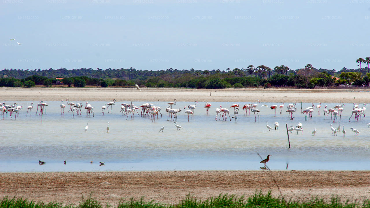 Birdwatching from Jaffna Lagoon