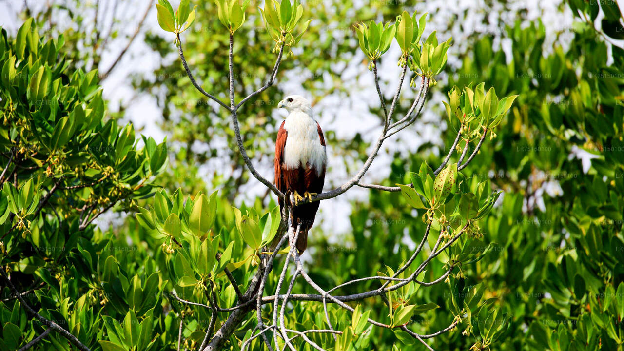 Observación de aves en el santuario de Anawilundawa desde Kalpitiya