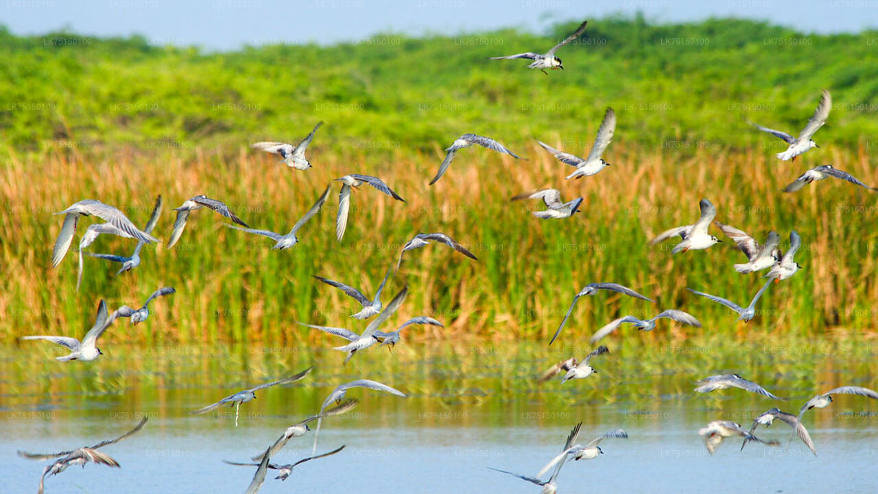 Observación de aves en el santuario de Anawilundawa desde Kalpitiya