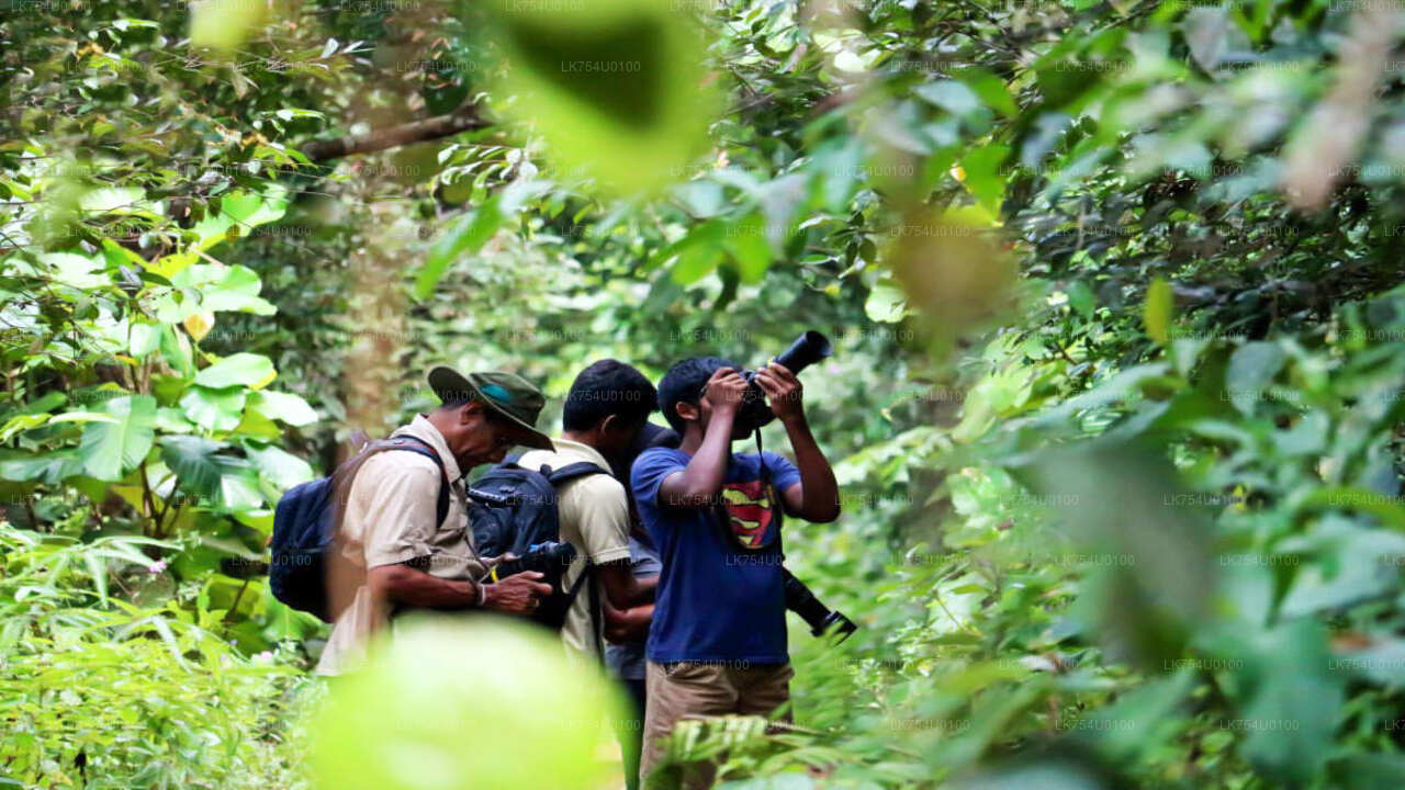 Observación de aves desde la selva tropical de Sinharaja