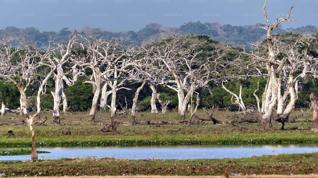 Safari de observación de aves en el Parque Nacional Kumana