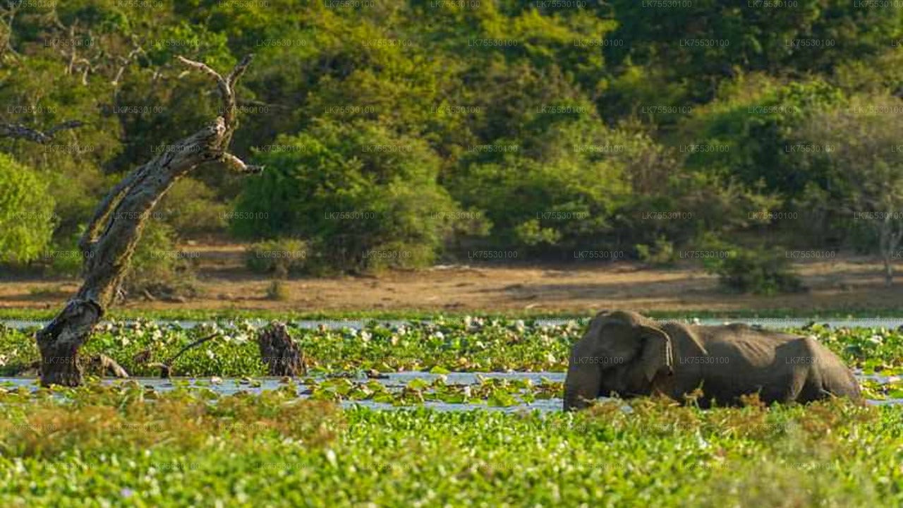 Safari de observación de aves en el Parque Nacional Kumana