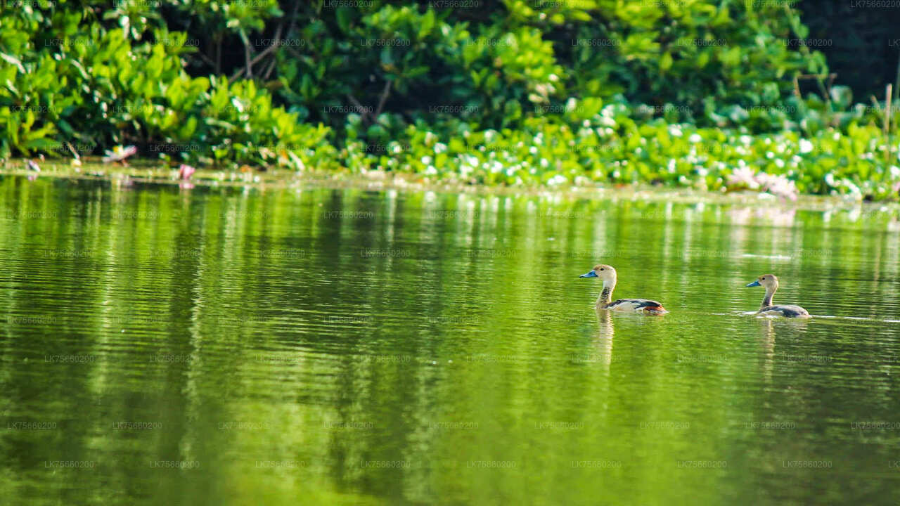 Observación de aves en el pantano de Muthurajawela desde el monte Lavinia