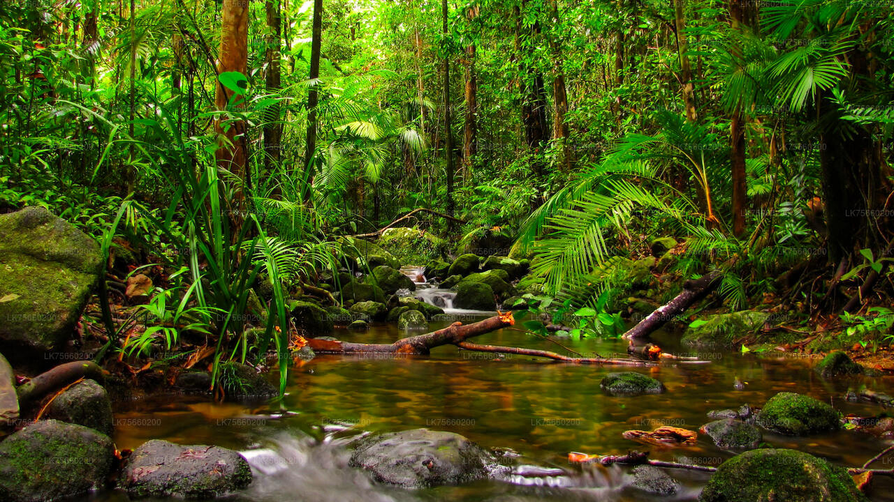 Observación de aves en el pantano de Muthurajawela desde el monte Lavinia